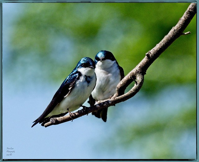 A Pair of Tree Swallows 5_23_22