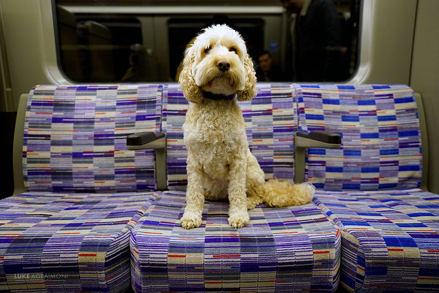 Peppa - First Dog On The ELizabeth line