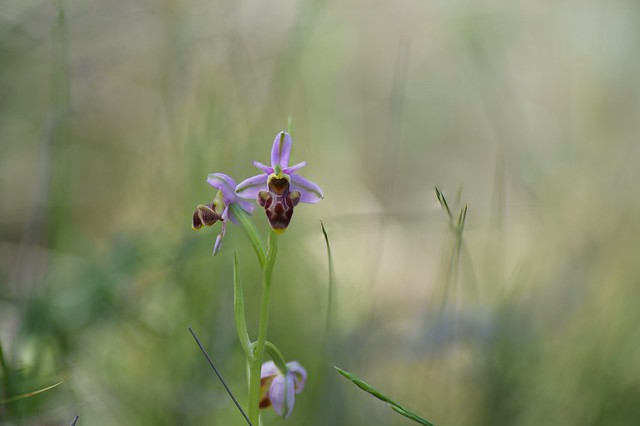 2022-05-24_01-27-24 Ophrys apifera  Family:Orchidaceae