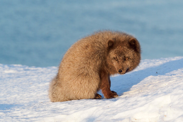 Arctic Fox - 'blue morph'