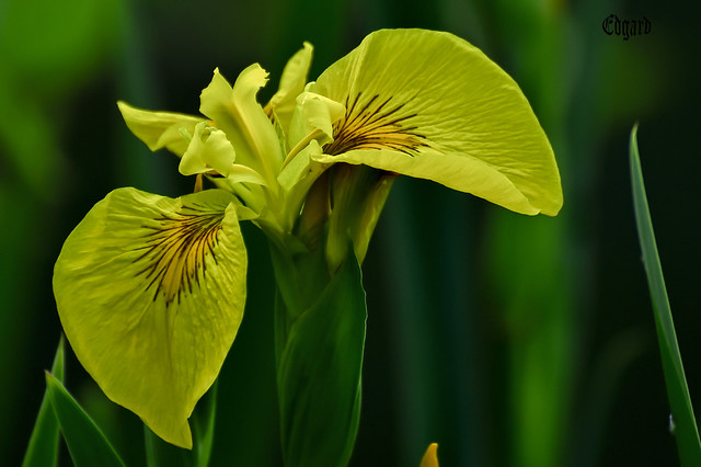 Iris yellow