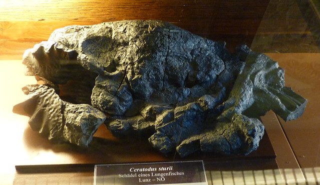 Ceratodus sturii (10-9-21 Naturistorisches Museum Wien)