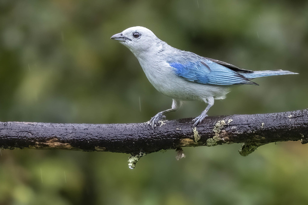 TANAGER, Blue-gray