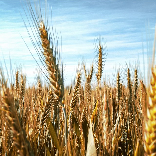 Canimolt indicó que desde hace varios años las importaciones a México de trigo no pagan aranceles