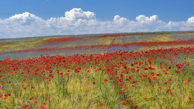 *Eifel impressionism*