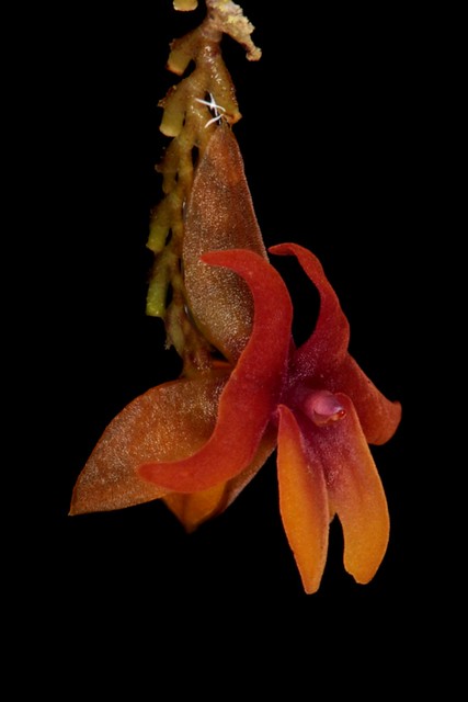 Lepanthes domingensis