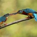 Kingfisher couple