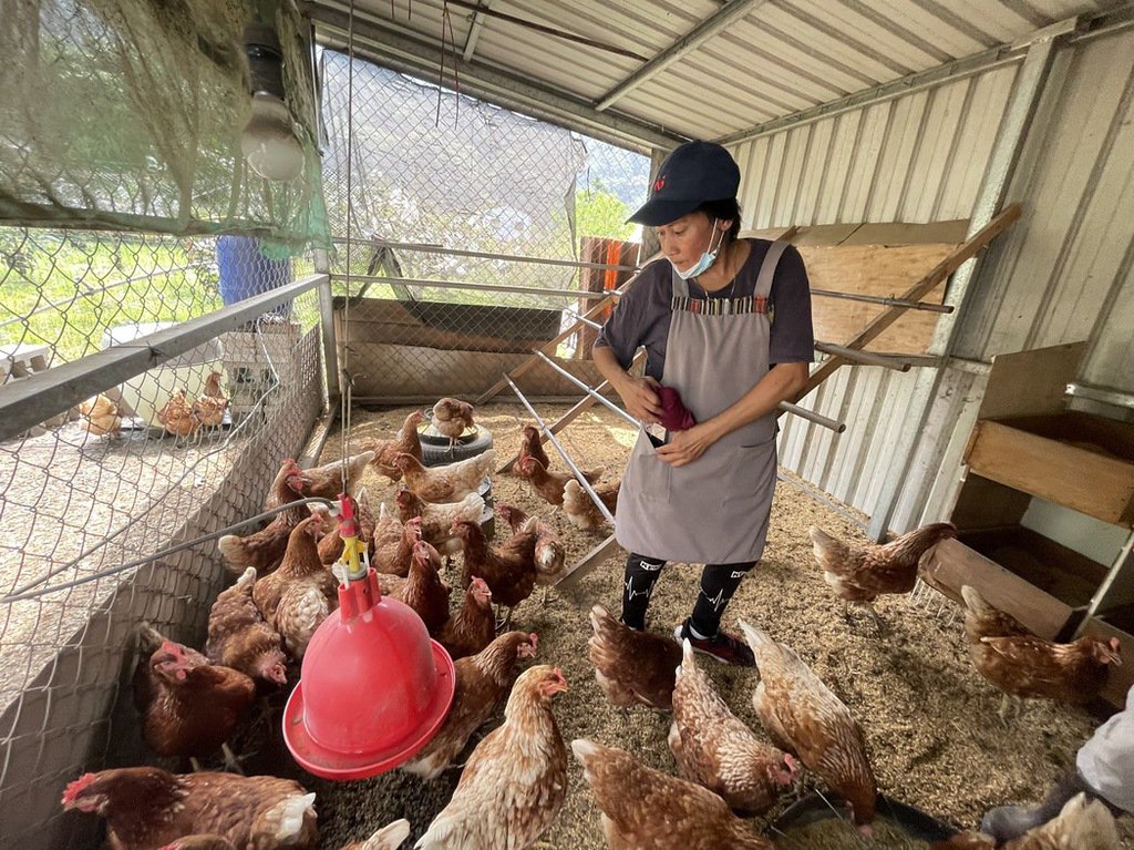 食二糧也會和偏鄉的長照機構合作，進行「友雞」養雞教學。圖片來源：楊環靜提供