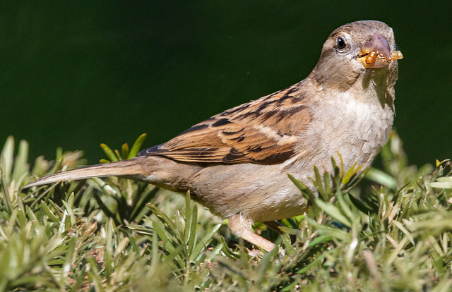 Female House Sparrow gathering feed