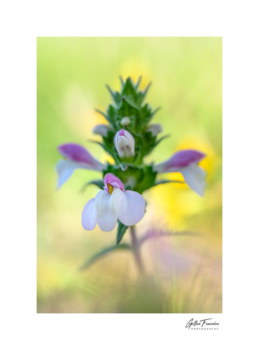 Effortless grace | by g.femenias