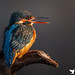 Kingfisher basking in some early morning light (Lincs, Uk)