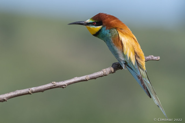 Merops apiaster (European bee-eater).