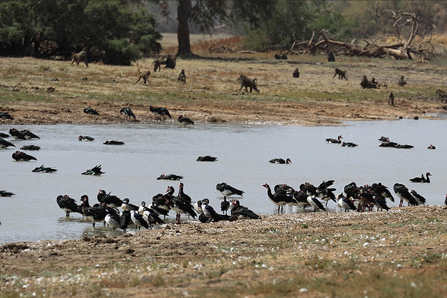 Spur-winged Geese and African Comb Ducks at Machtour, Zakouma National Park, Chad