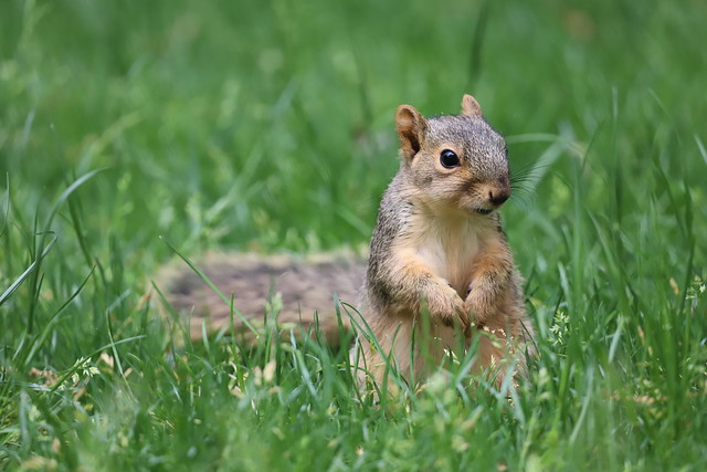 Fox Squirrels in Ann Arbor at the University of Michigan 143/2022 346/P365Year14 5094/P365all-time (May 23, 2022)