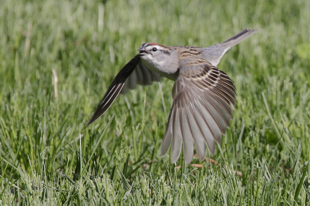 _M9A5128-Chipping Sparrow-Newton Hills SP 051122 dpp-flight blur