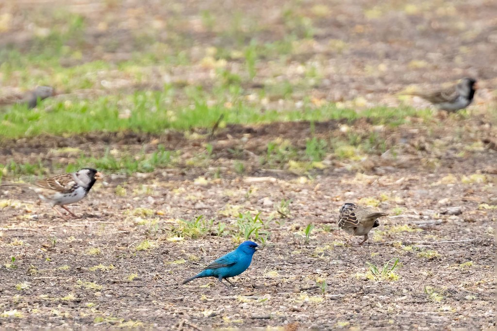 _M9A7515-Indigo Bunting with Harris's Sparrows-Newton Hills SP 051122 PS DN-better