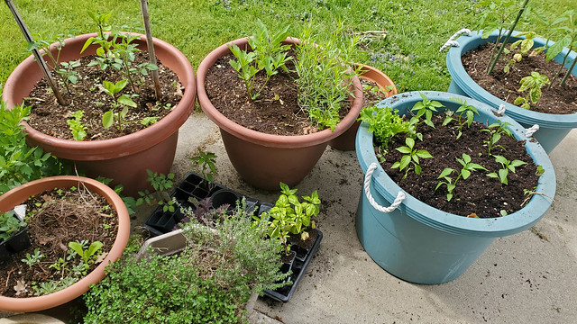 Gardening in containers