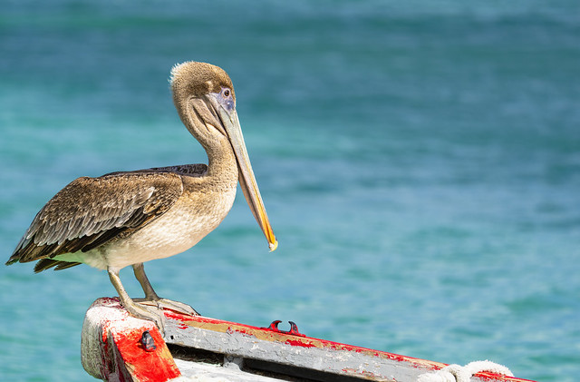 Pelican on a boat
