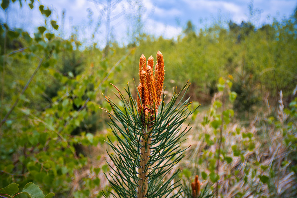 Conifer wearing a gold crown