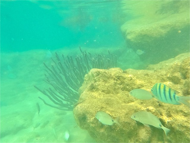 Swimming with the fishes. Tabacco Bay Bermuda.