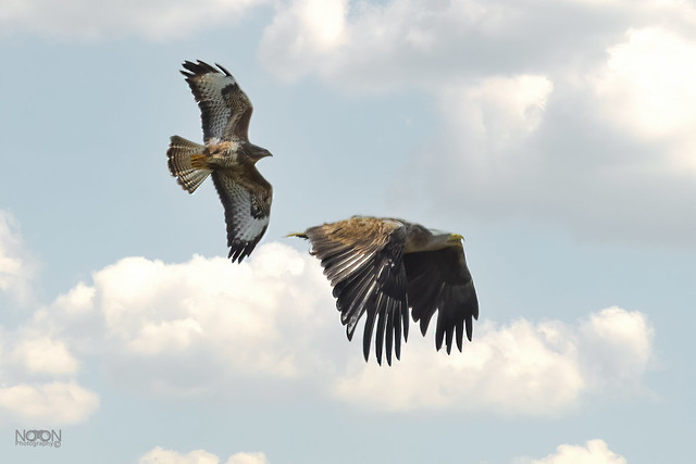 White-tailed Eagle, Haliaeetus albicilla, being mobbed by a Buzzard