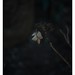 #SONY #ILCE7M2 #a7ii #Sonyimages #50mm #lomography #lomoartlens #lomo #newJupiter3 #botanical #plant #plantart #botanicalphotography #botanicalart #bokeh #Depthoffield #dof #Asia #Tokyo #Japan #吉祥寺 #井の頭恩賜公園 #武蔵野市 #shinikegamigreen
