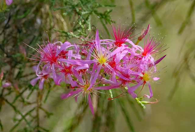 Turkey Bush flower - Litchfield National Park, Northern Territory, Australia