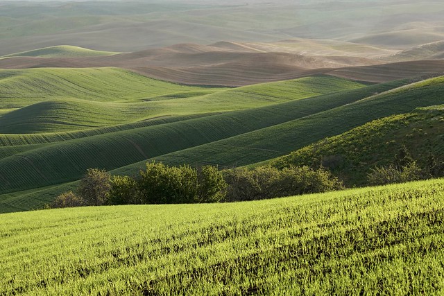 Morning light in the Palouse