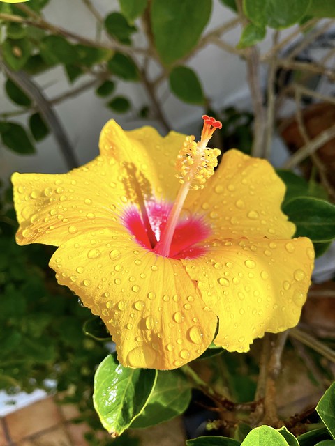 Gran Canaria in the Spring - Hibiscus after the Rain