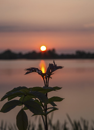 Silhouette Sunset by CraDorPhoto, Hinchingbrooke Country Park, Cambridgeshire, UKcanon6d sunset sun nature outdoors outside lake water