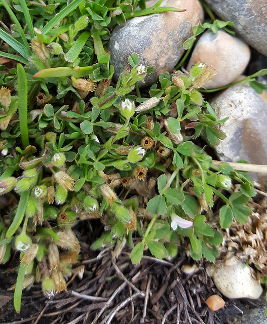 Cerastium diffusum Pers. subsp. diffusum - Sea Mouse-ear
