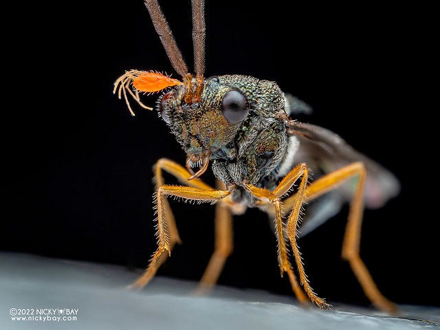 Wasp (Eucharitidae) - P4245486b