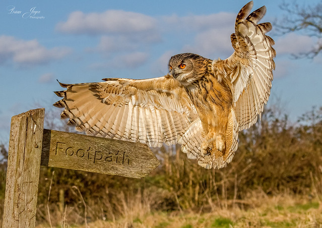 Eagle Owl  [captive]