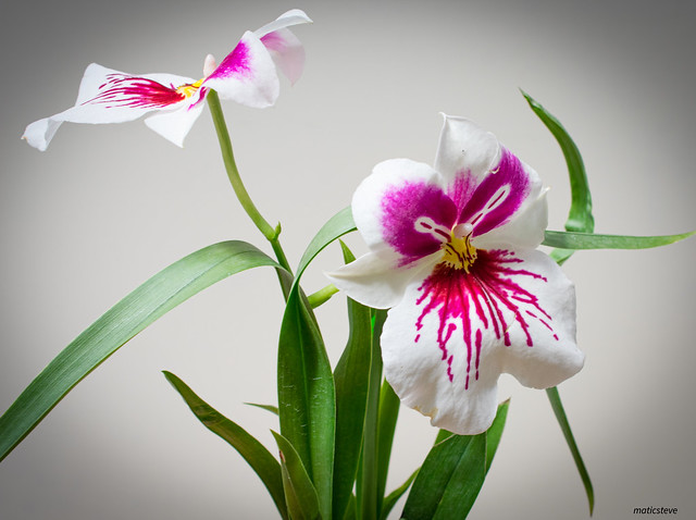 Miltoniopsis Herralexandre Orchid