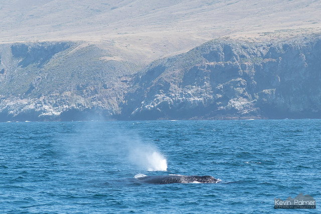 Two Whales Spouting