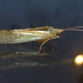 Köcherfliege, Limnephilus flavicornis