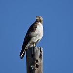 5/6/21, White-tailed Hawk West of Santa Anna, TX along US 67.