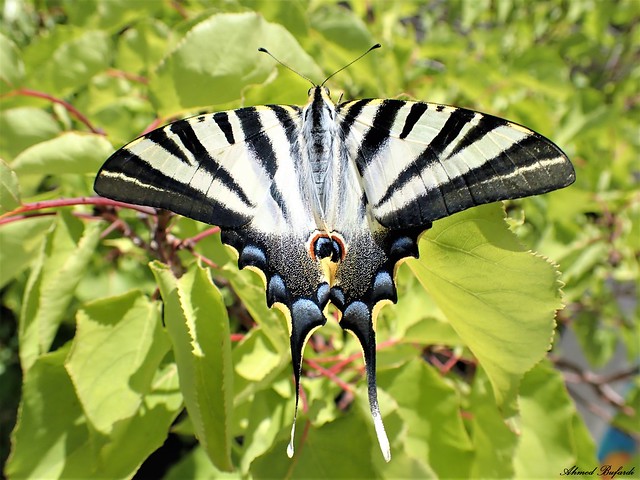 Butterfly 2128 (Iphiclides feisthamelii)