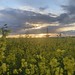 Rapeseed field with sky