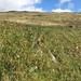 Shady Horsetail - Equisetum pratense