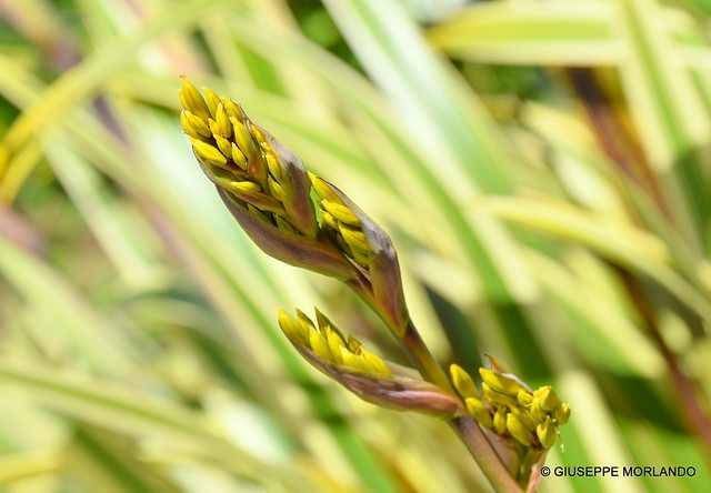 Flax lily (Phormium tenax)