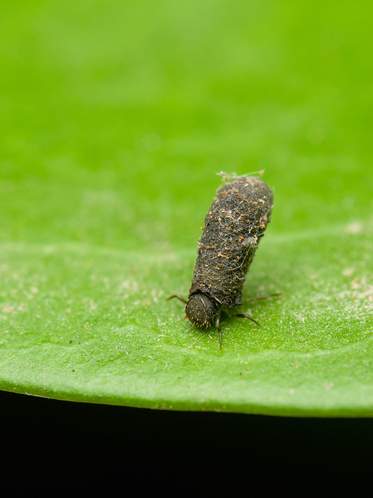 Fecal Shield leaf beetle