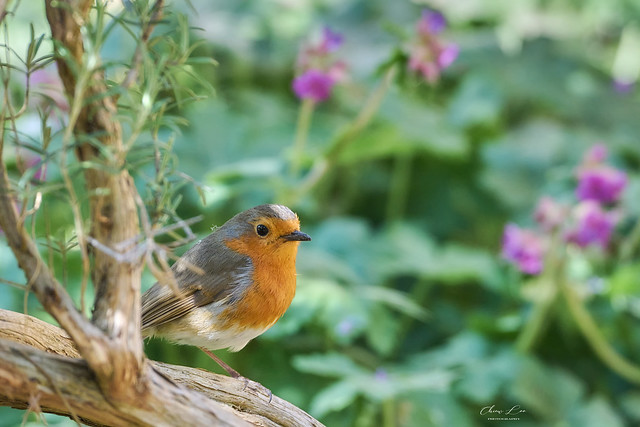 Robin in my garden