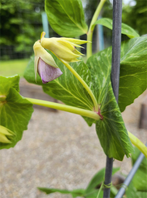 First pea blossom!