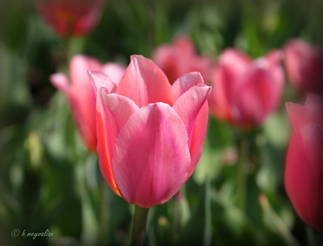 Tulipano una bellezza effimera