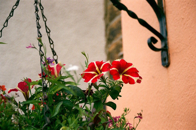 Red with White Line Petunias on Hanging Basket
