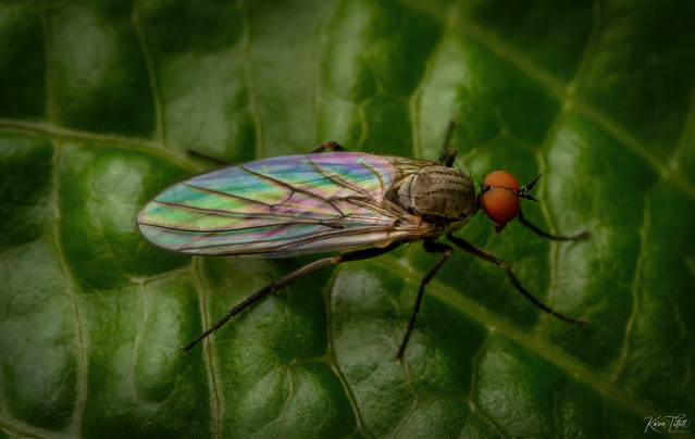 Long Winged Fly