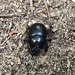 Käfer (unbestimmt) (Coleoptera indet.)