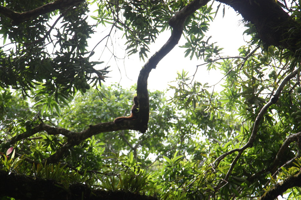 baby Geoffroy's spider monkey, Corcovado, Costa Rica