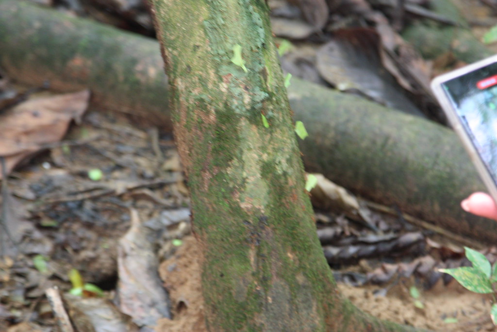Leafcutter ants, Corcovado, Costa Rica